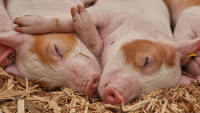 prase2 piglet-3386356 1280